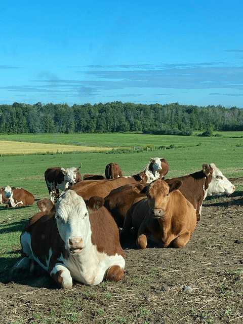 Vaches se reposant dans un champ avec des pâturages verts en arrière-plan.