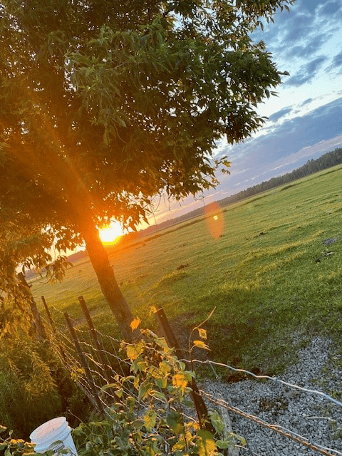 Coucher de soleil derrière des arbres avec des rayons qui éclairent un champ herbeux et une clôture rustique.