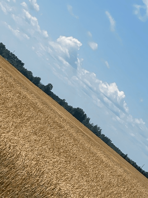 Champ de blé doré sous un ciel bleu avec des nuages blancs, perspective angulaire.