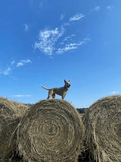 Un chien se tenant au sommet d'une balle de foin ronde sous un ciel bleu.